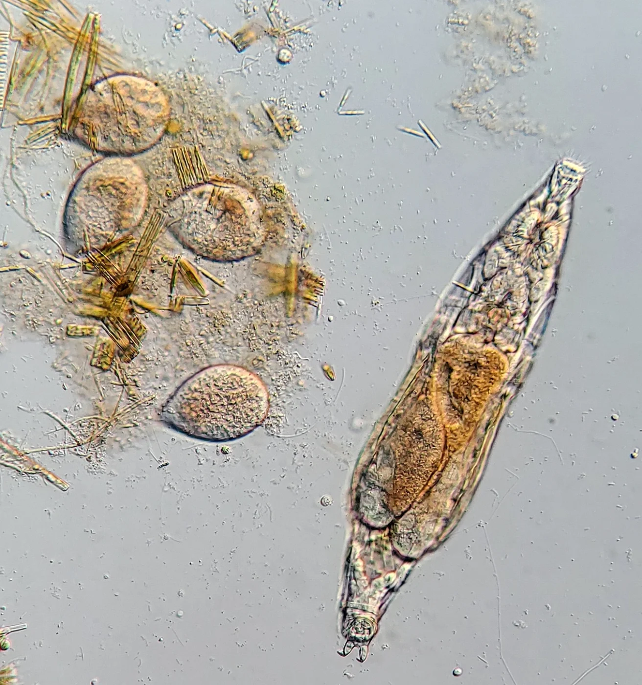 Philodina citrina