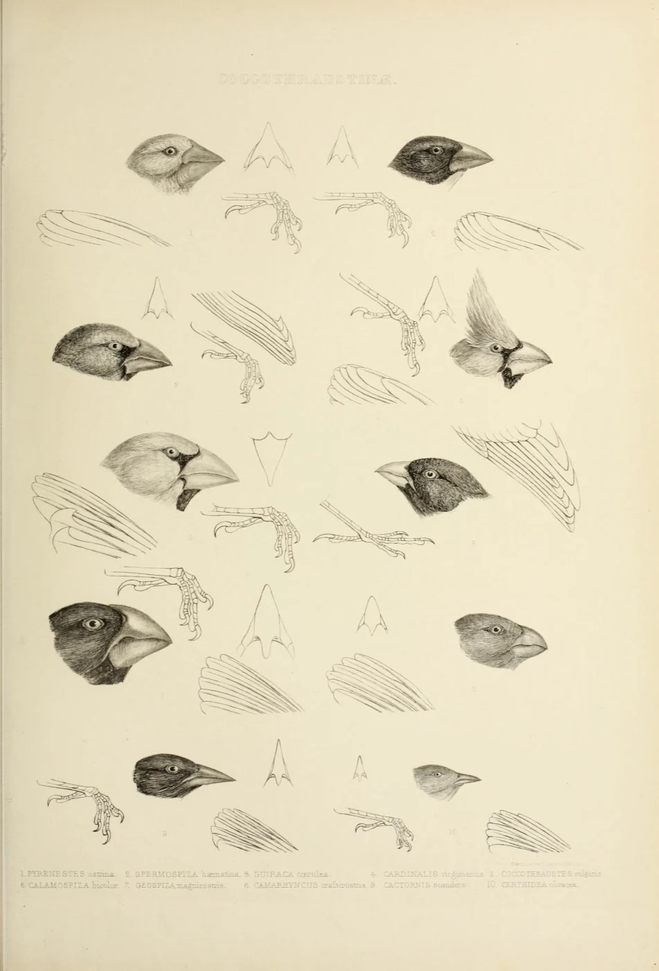 Philodina erythrophthalma