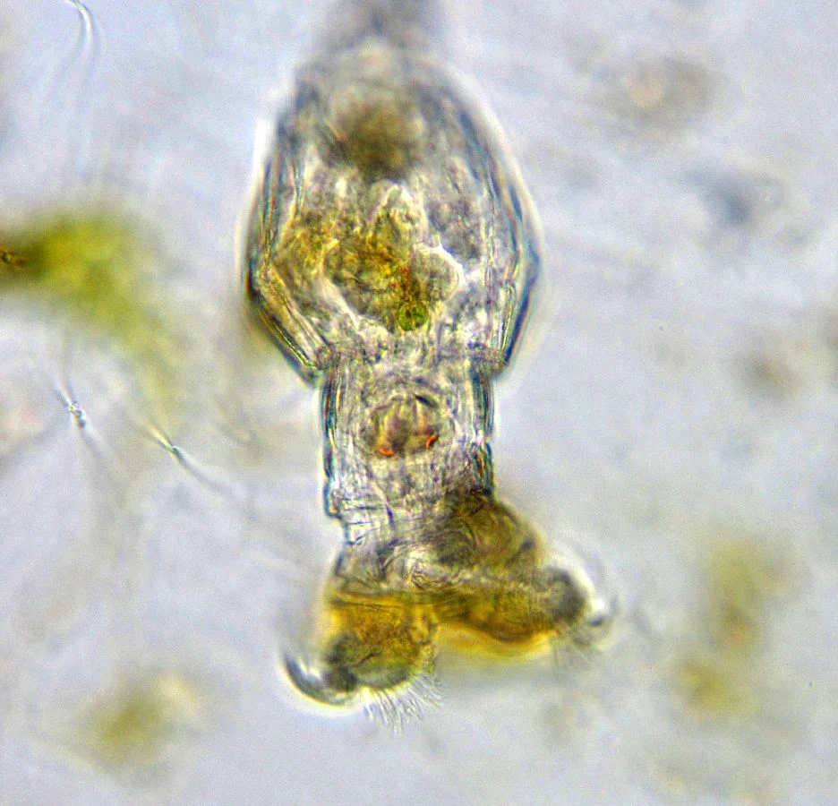 Philodina flaviceps