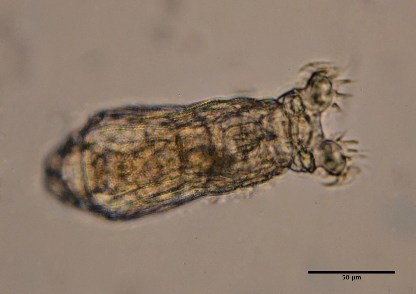 Philodina rugosa