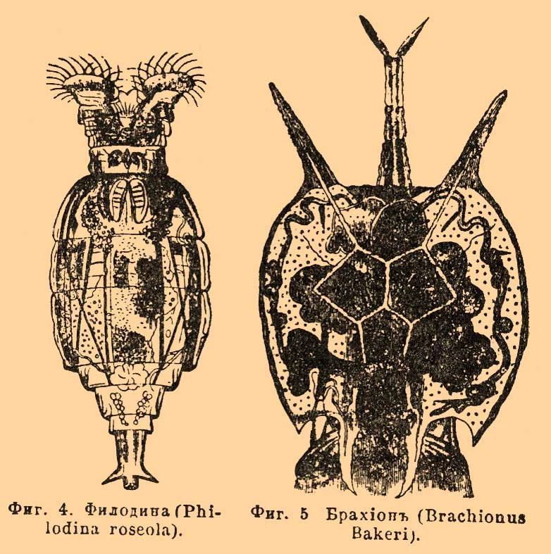 Philodina tridentata