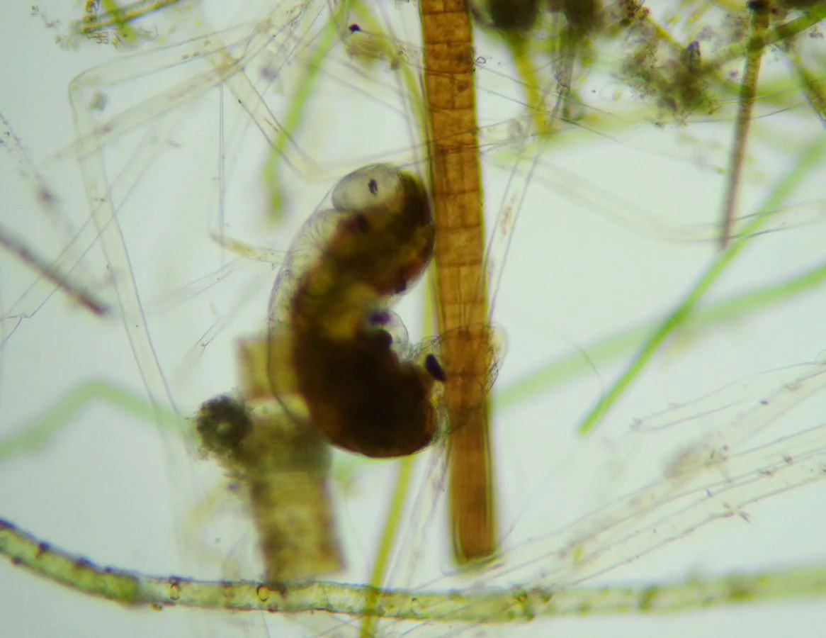 Philodinavus paradoxus