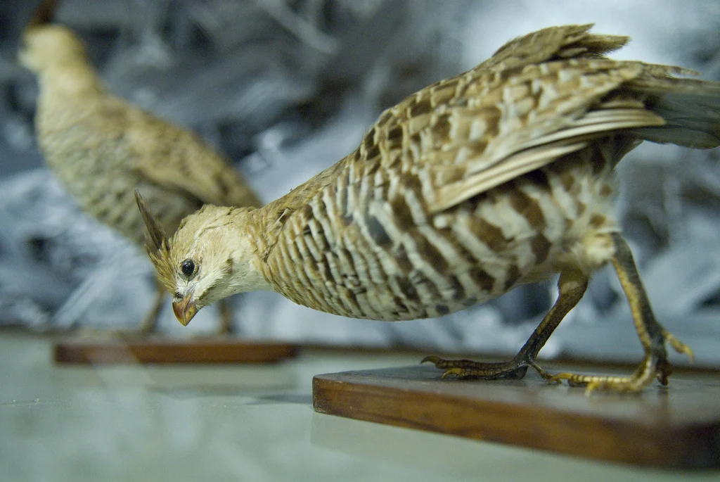 Banded Quail