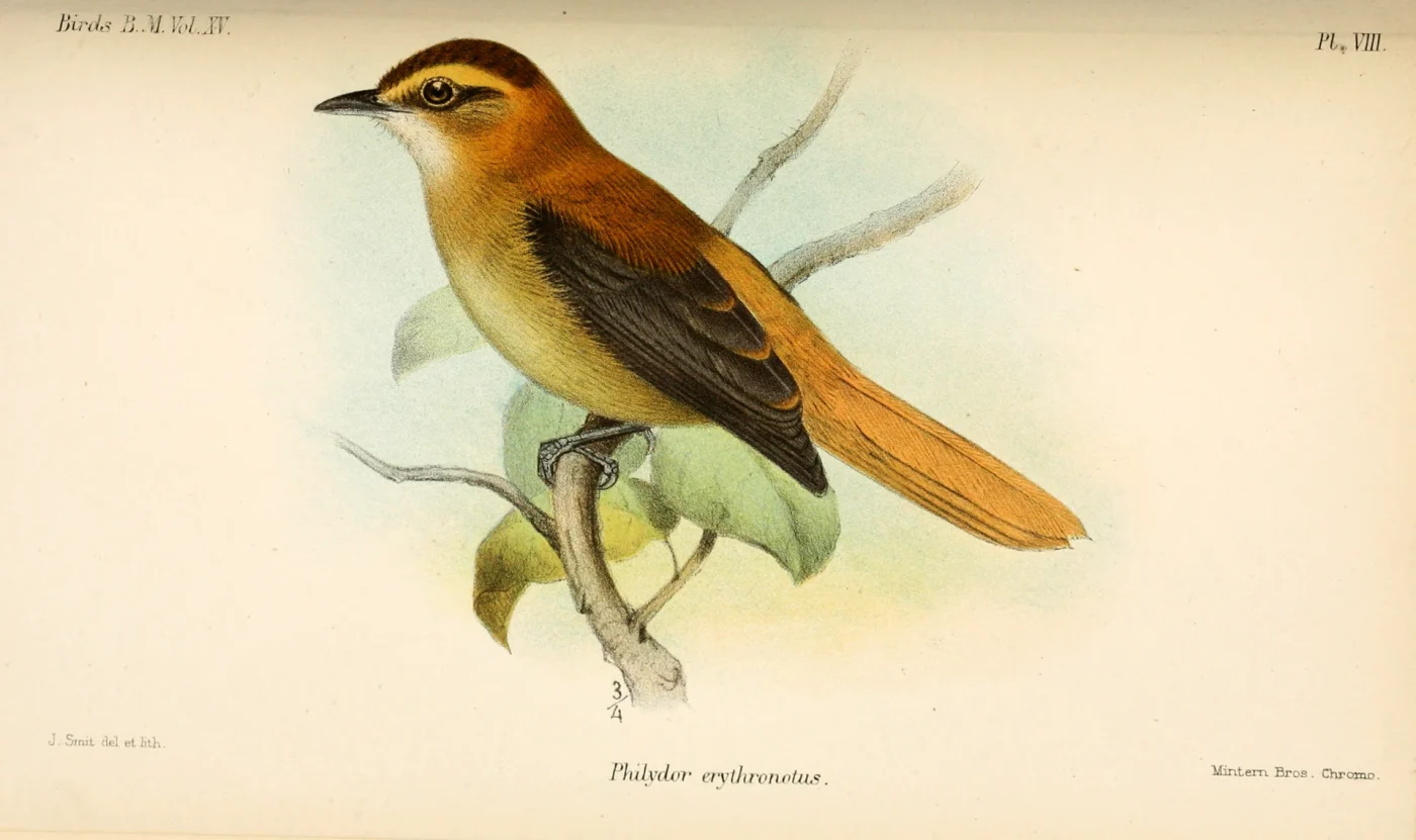 Slaty-winged Foliage-gleaner