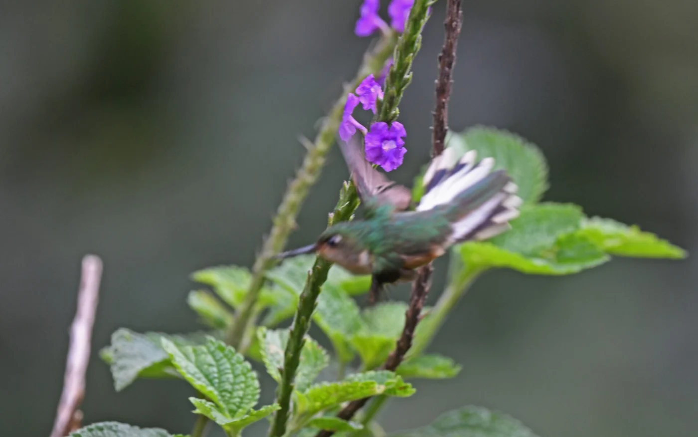 Peruvian Piedtail