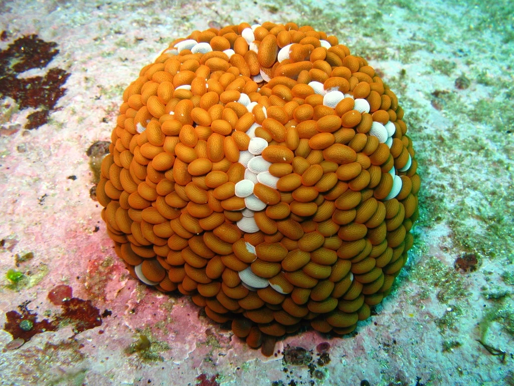 Wandering anemone