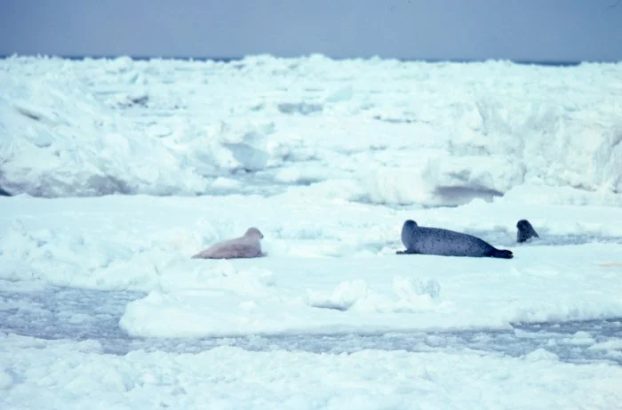 Larga Seal