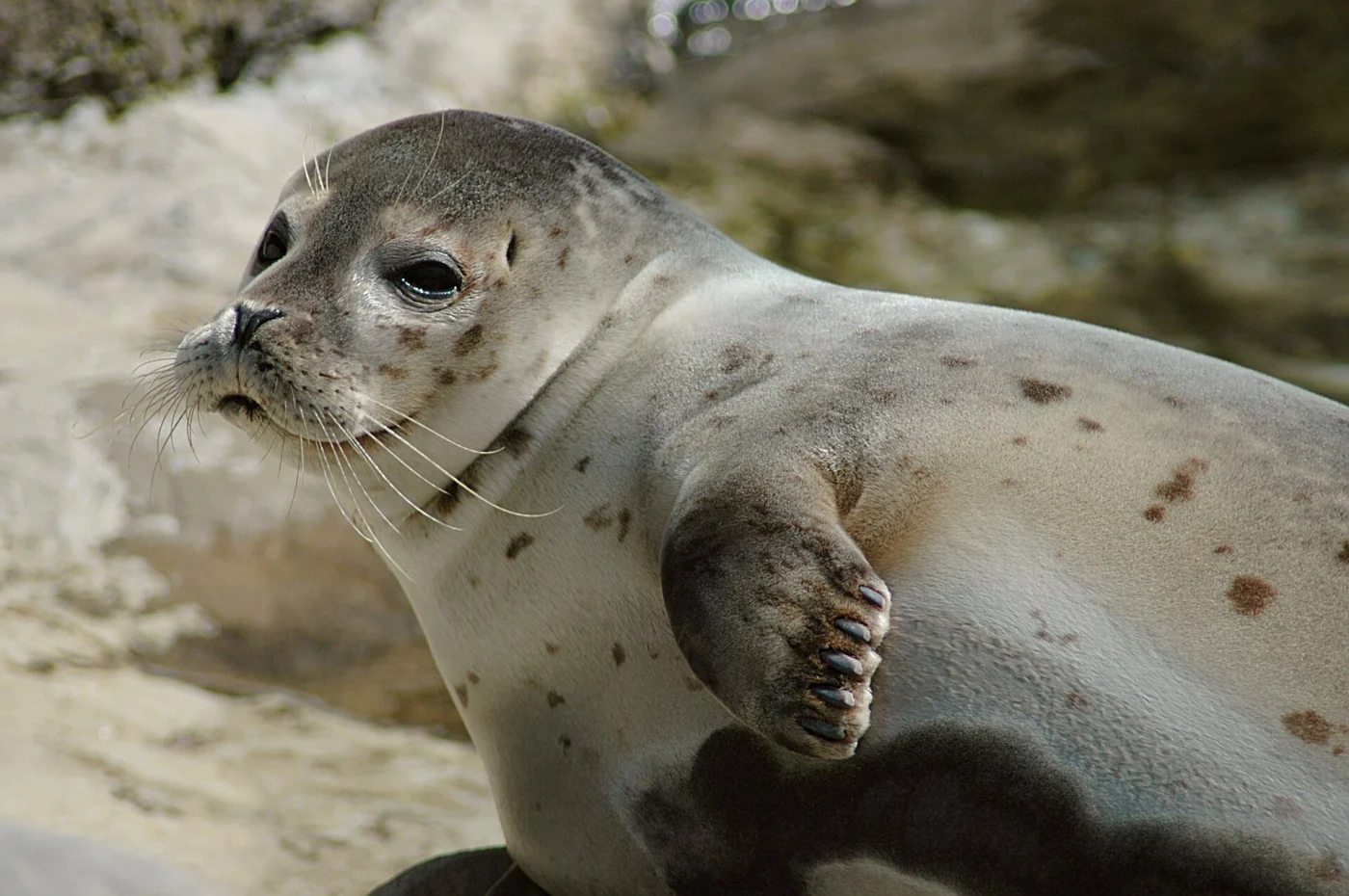 Atlantic harbor seal