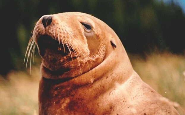 Auckland sea lion
