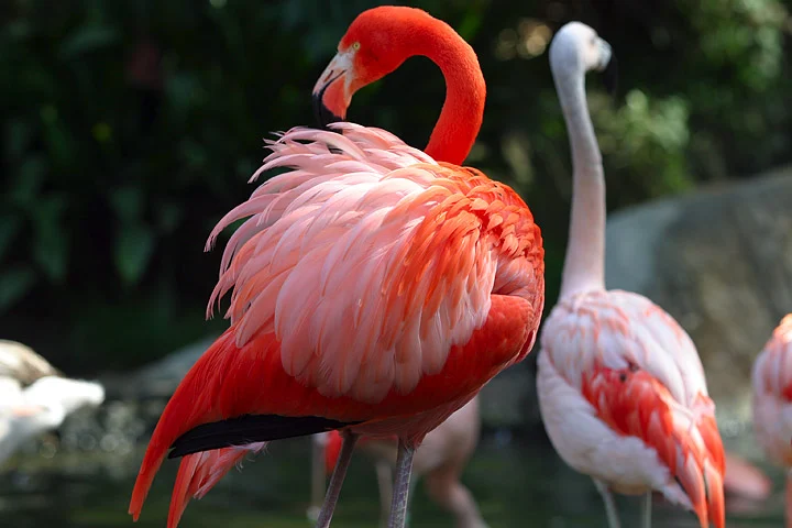 flamingo