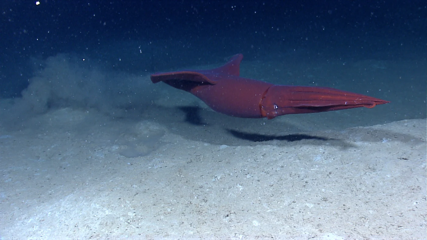 Western Atlantic scaled squid