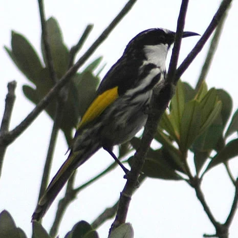 White-cheeked Honeyeater