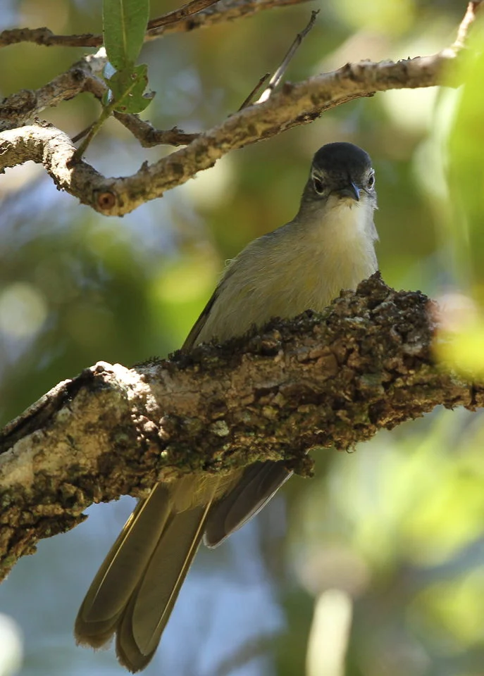 Sharpe's Greenbul
