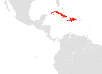 Cuban Flower Bat