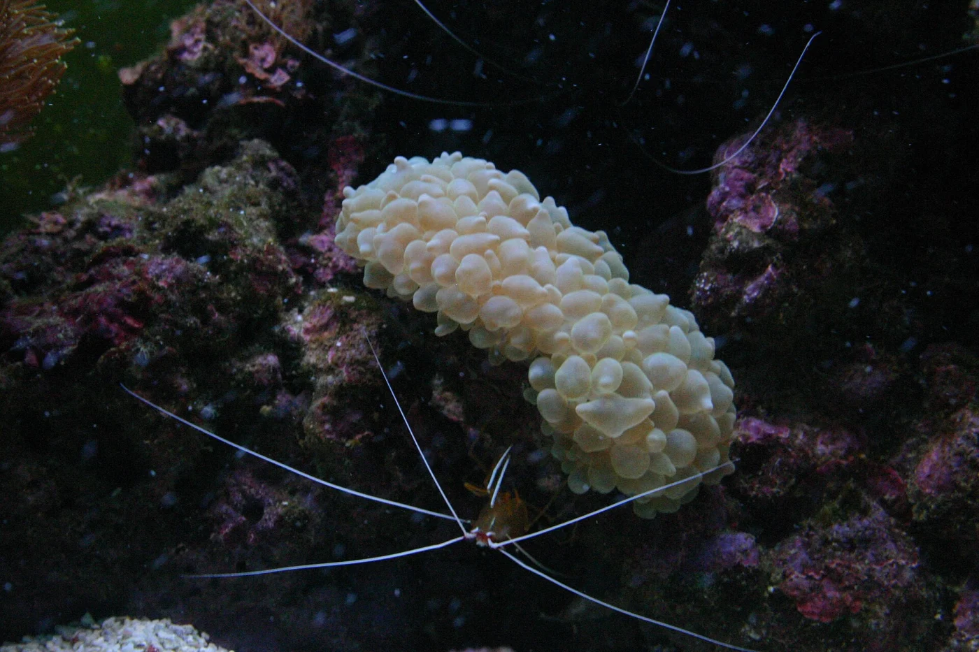tipped bubblegum coral