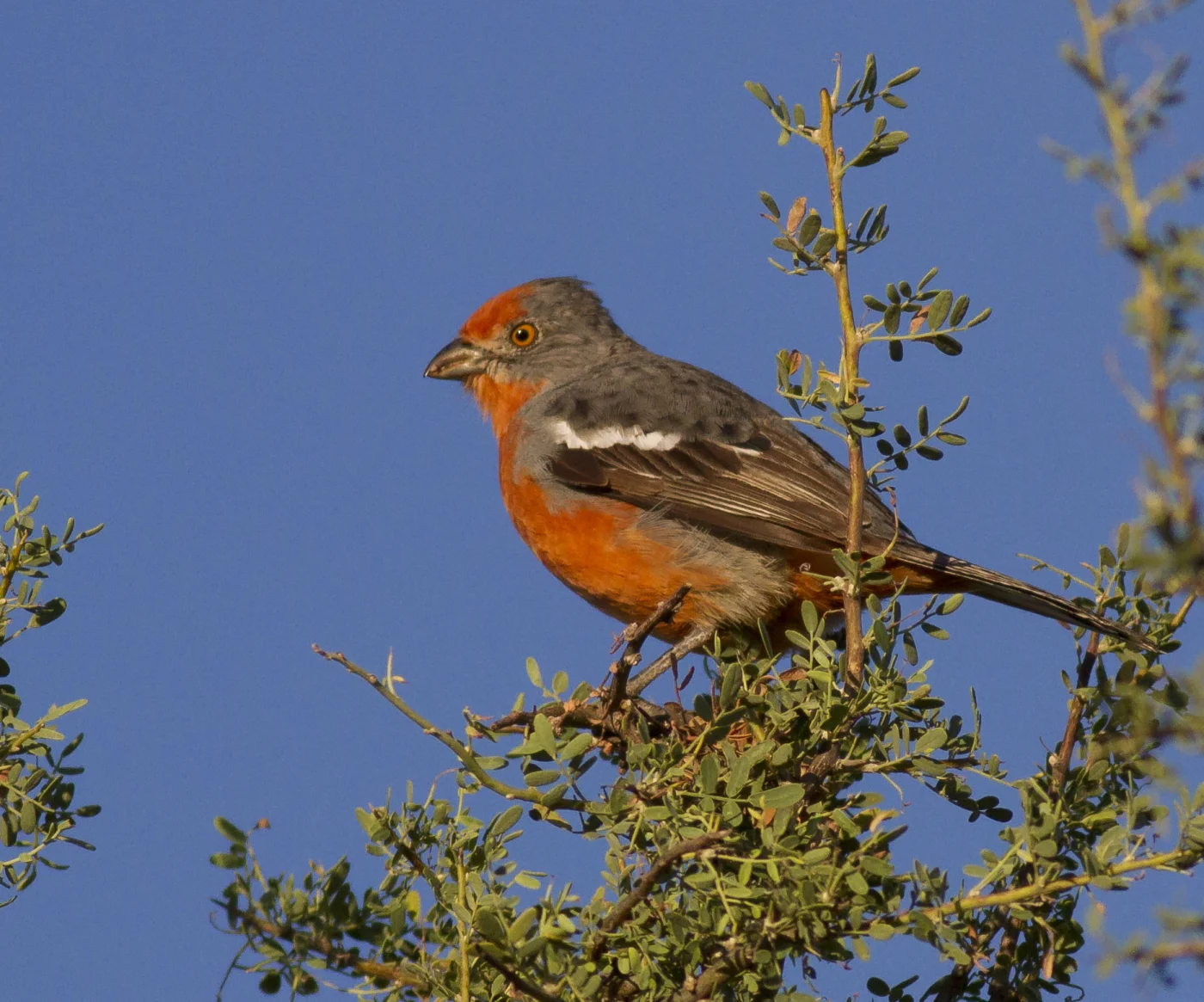 White-tipped Plantcutter