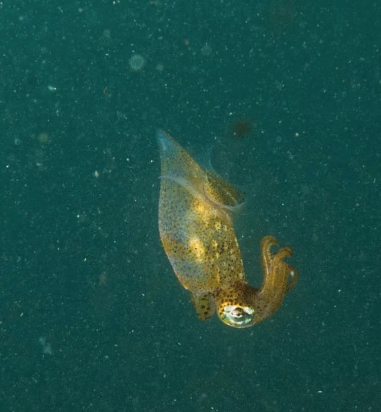 Voss' Grass Squid