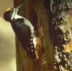 Arctic Three-toed Woodpecker