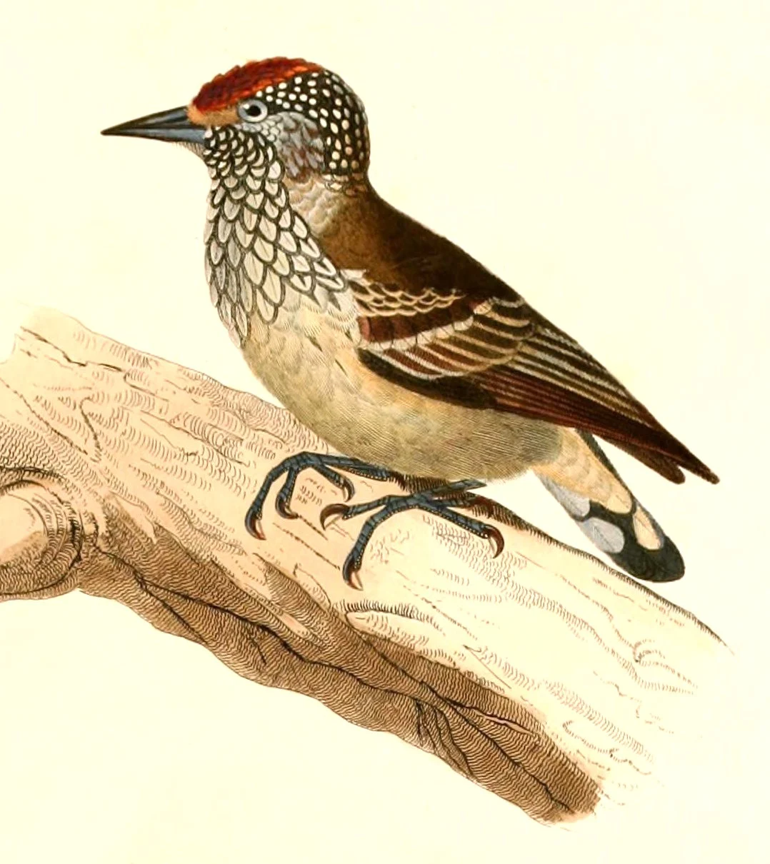 White-wedged Piculet