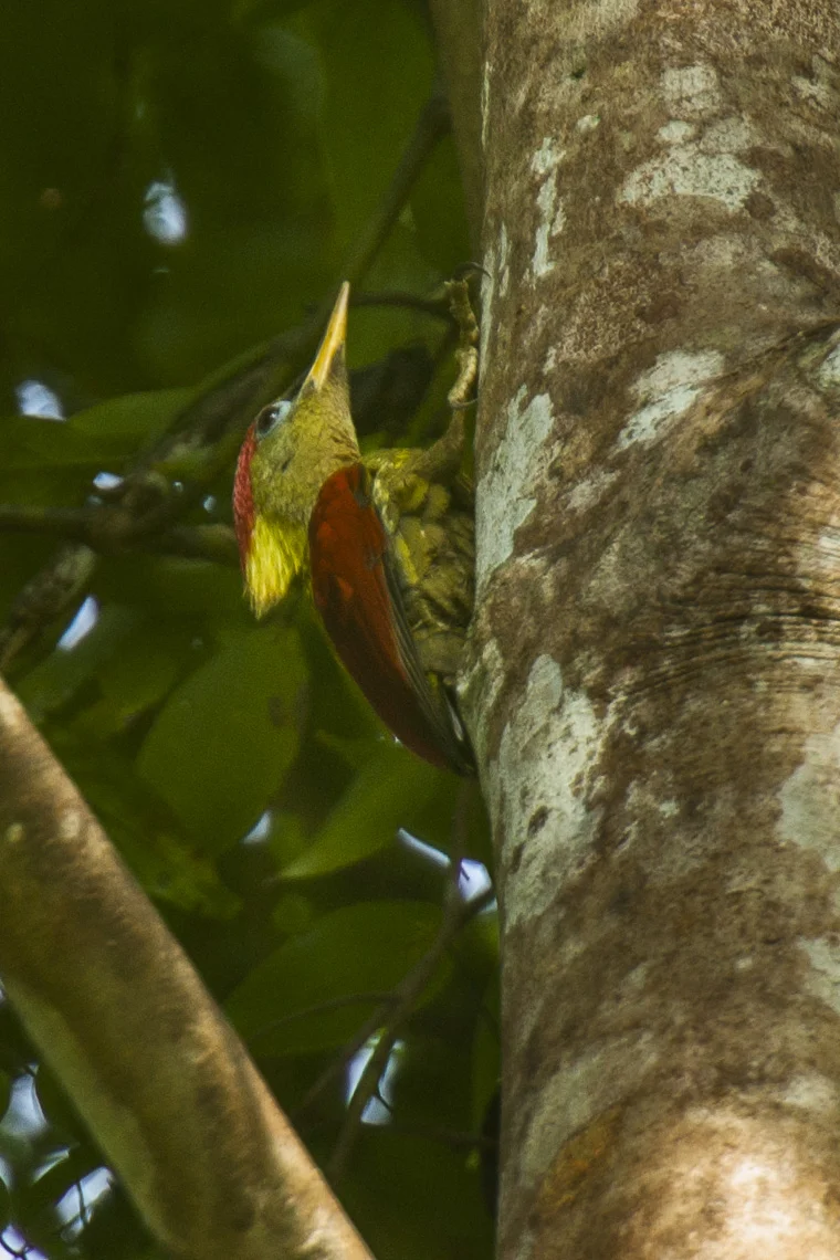 Crimson-winged Woodpecker