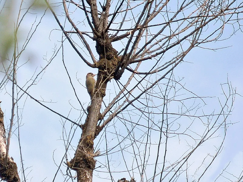 Scaly-bellied Woodpecker