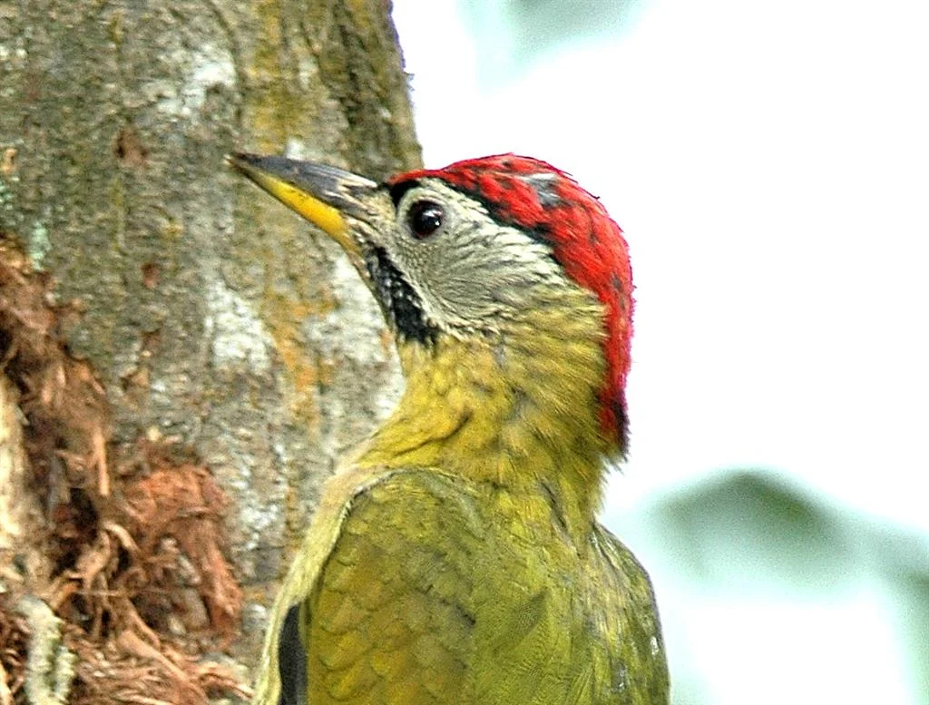 Laced Woodpecker