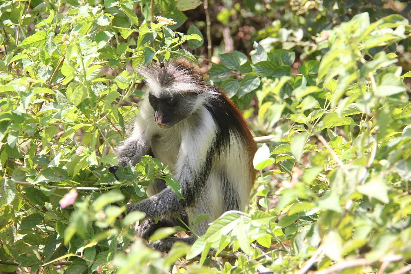 Thollon s Red Colobus