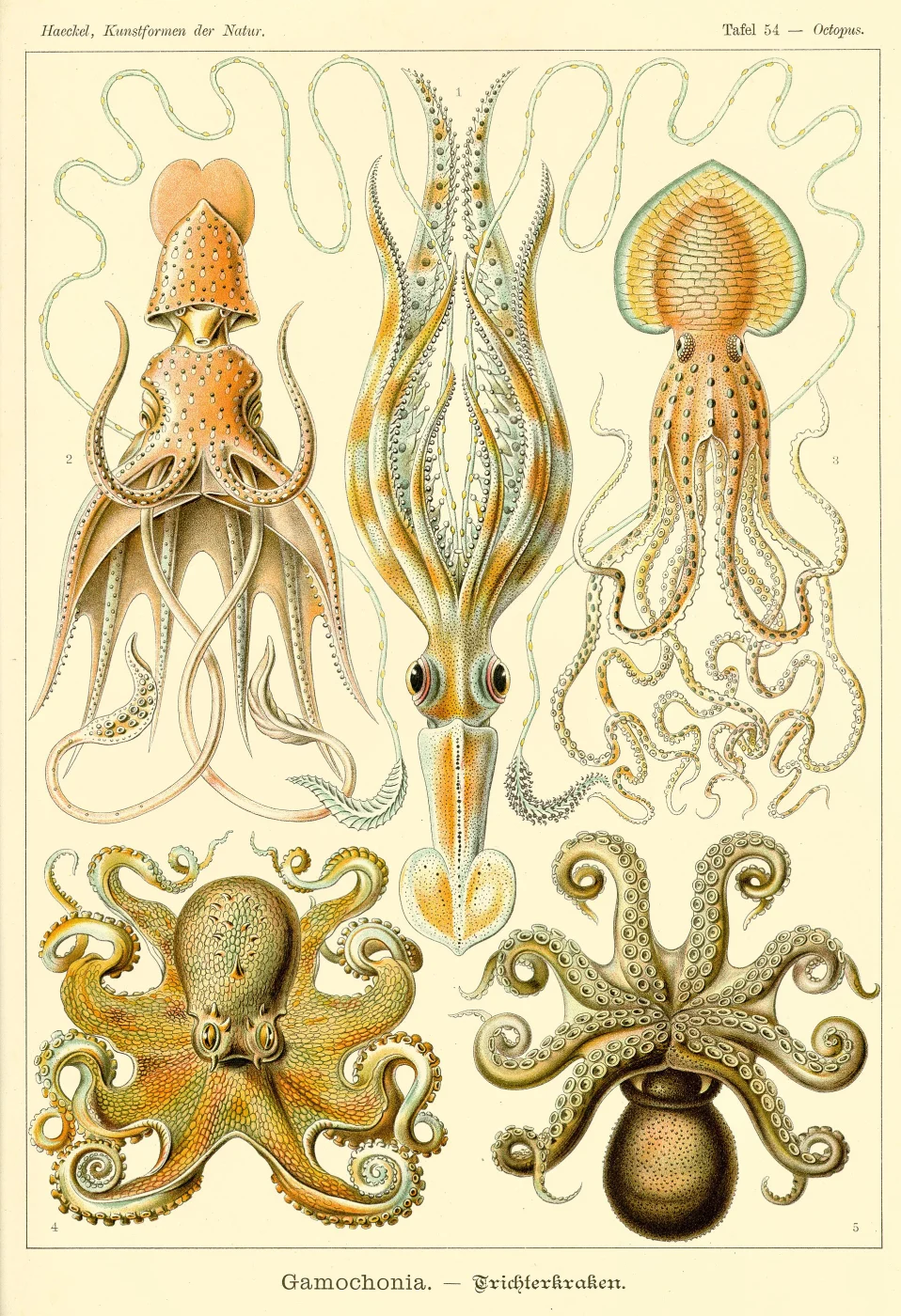 Pinnoctopus cordiformis