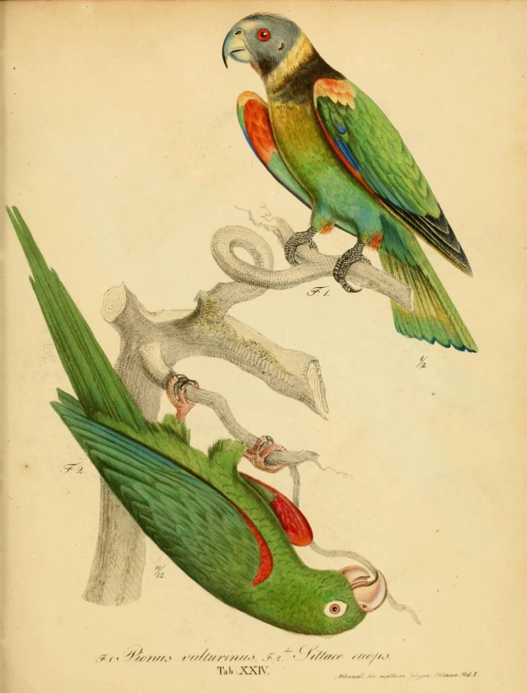 Vulturine Parrot