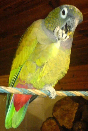 Scaly-headed Parrot