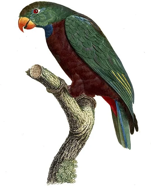 Red-billed Parrot