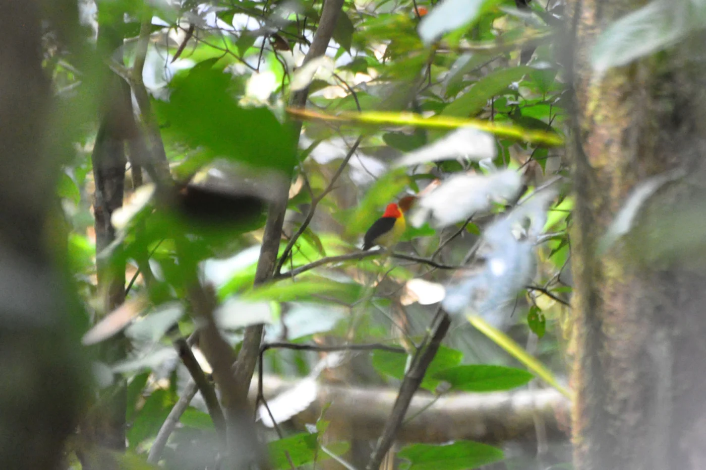 Wire-tailed Manakin