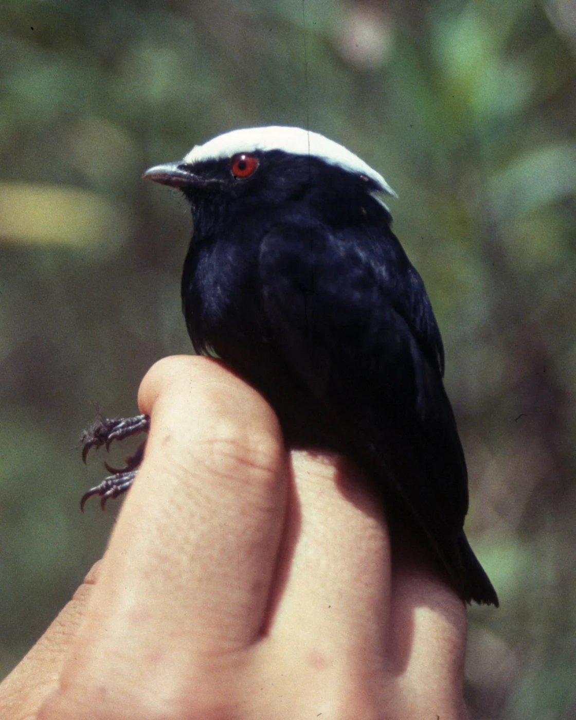 White-crowned Manakin
