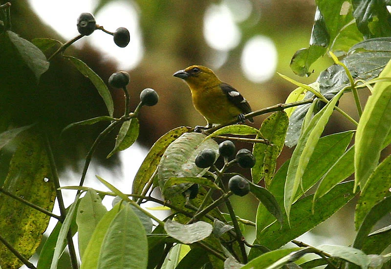 White-winged Piranga