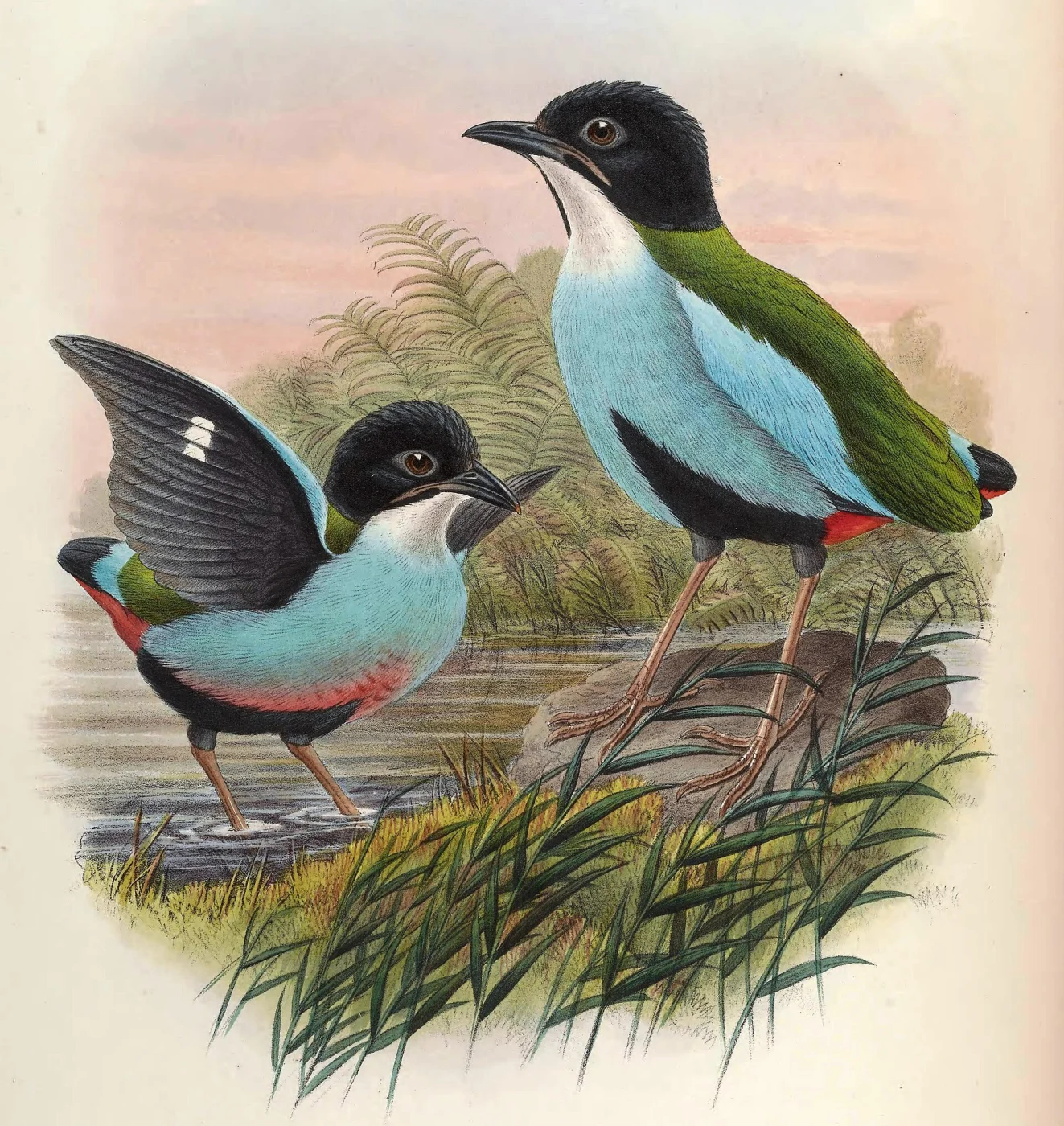 Azure-breasted Pitta