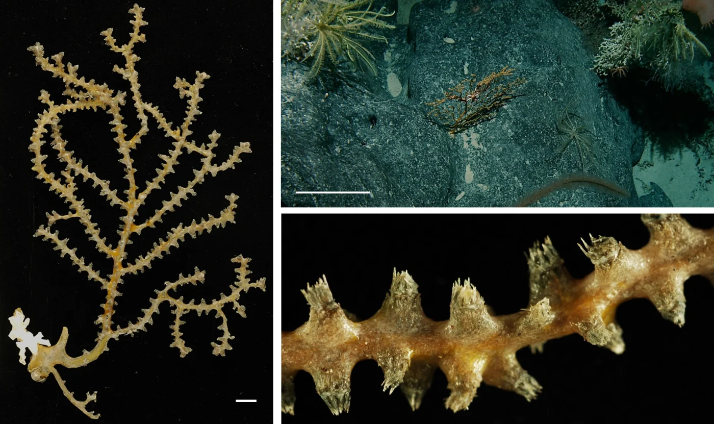 swollen sea fan coral