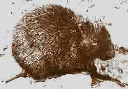 Wide-toothed Hutia