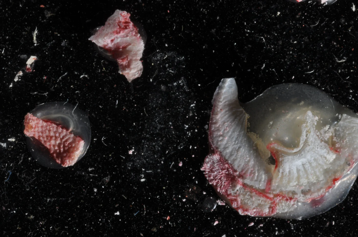 Plagioecia ambigua