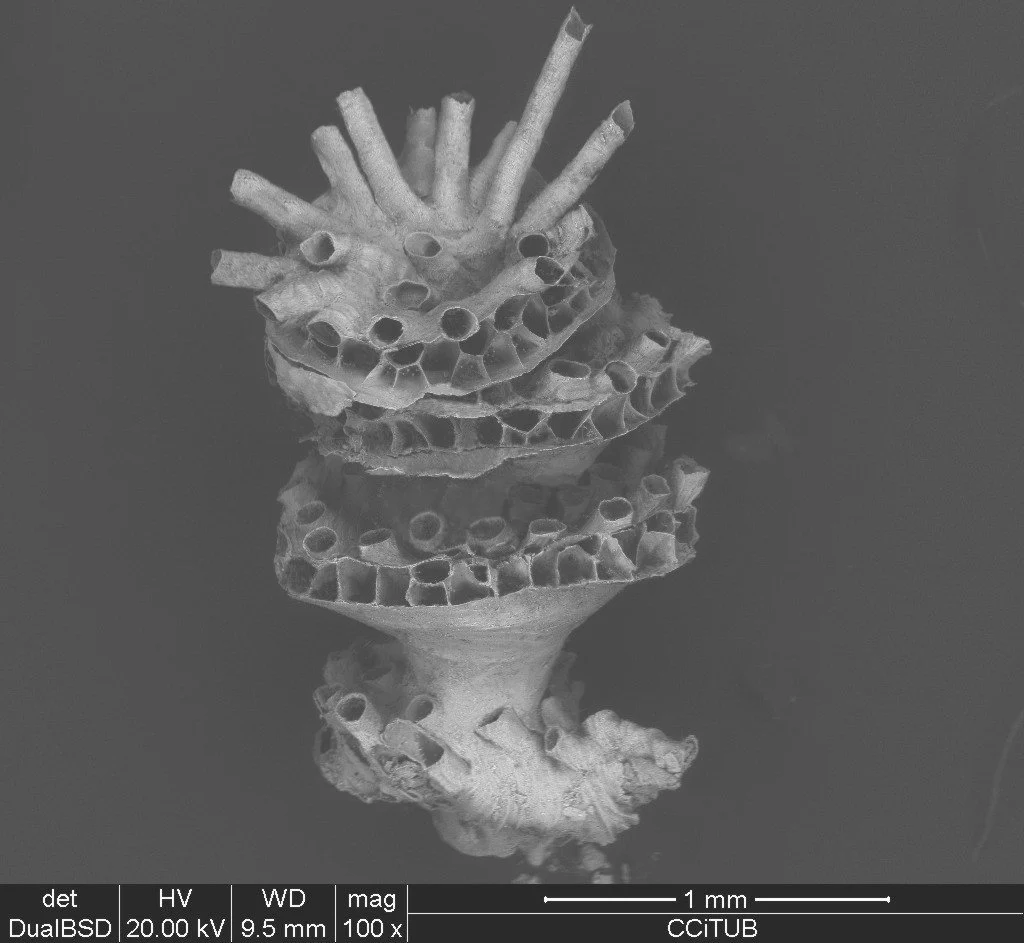 Plagioecia inoedificata
