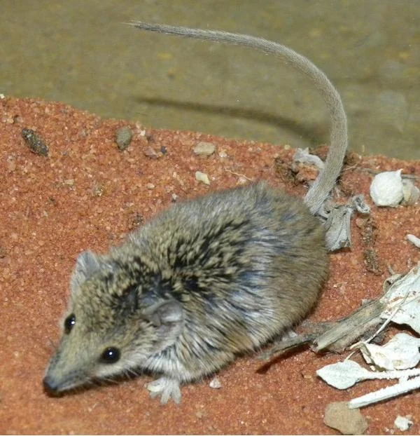 Narrow-nosed Planigale