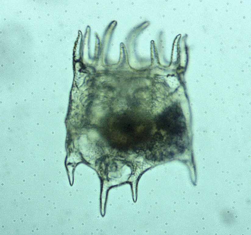 Plationus patulus
