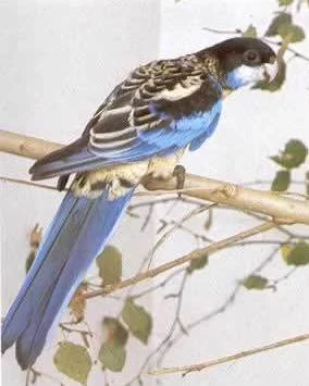 Northern Rosella