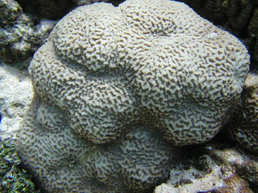 lesser valley coral