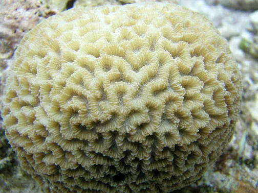lesser valley coral