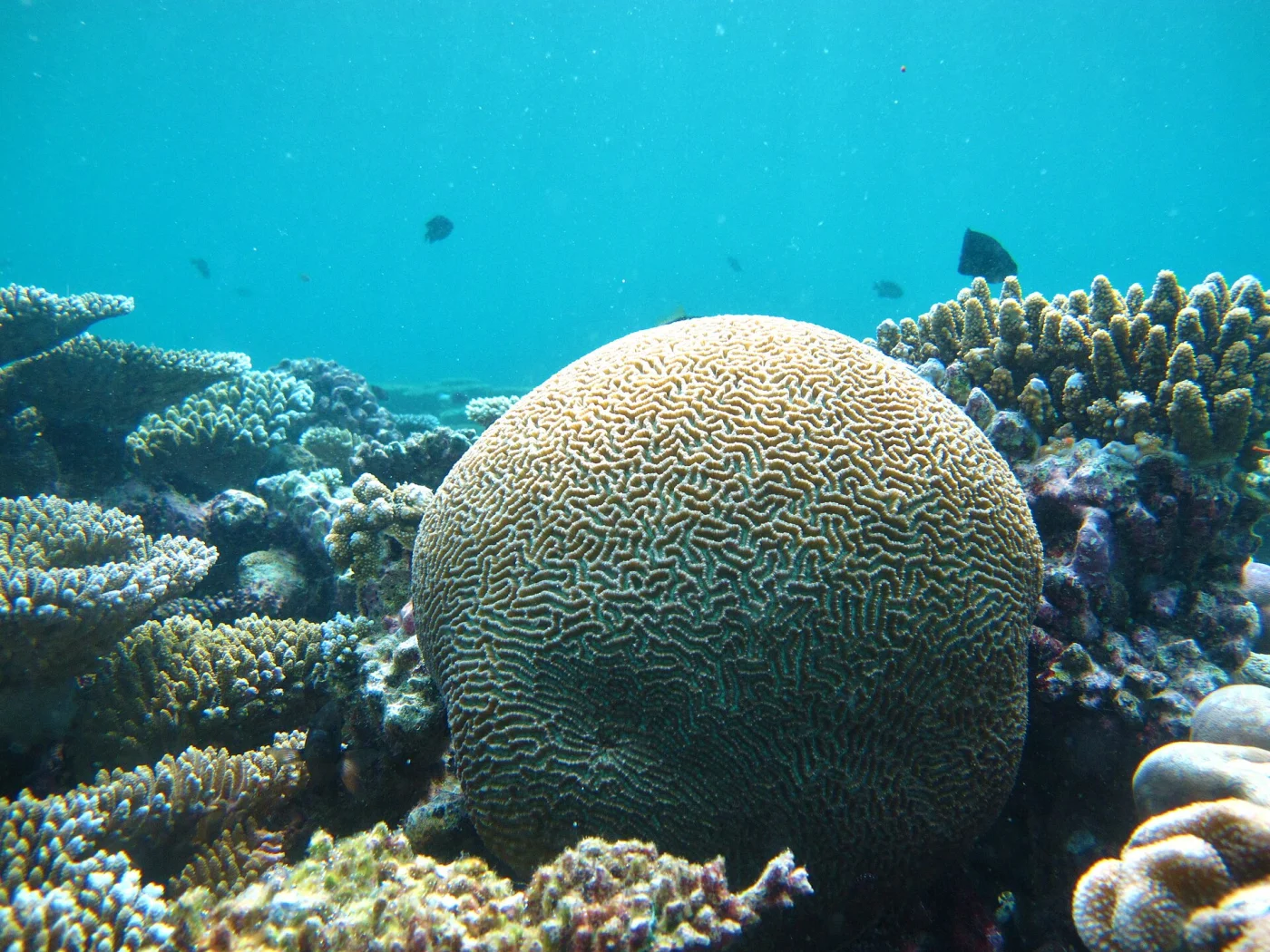 brain coral
