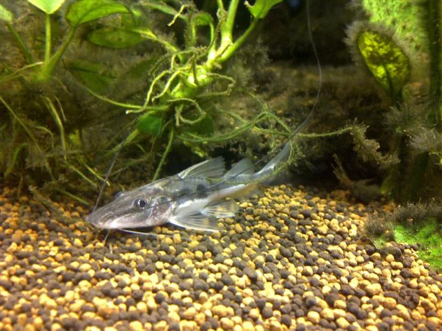 Swallowtail Pimeloid