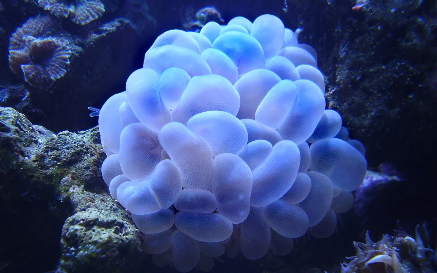 bubble coral