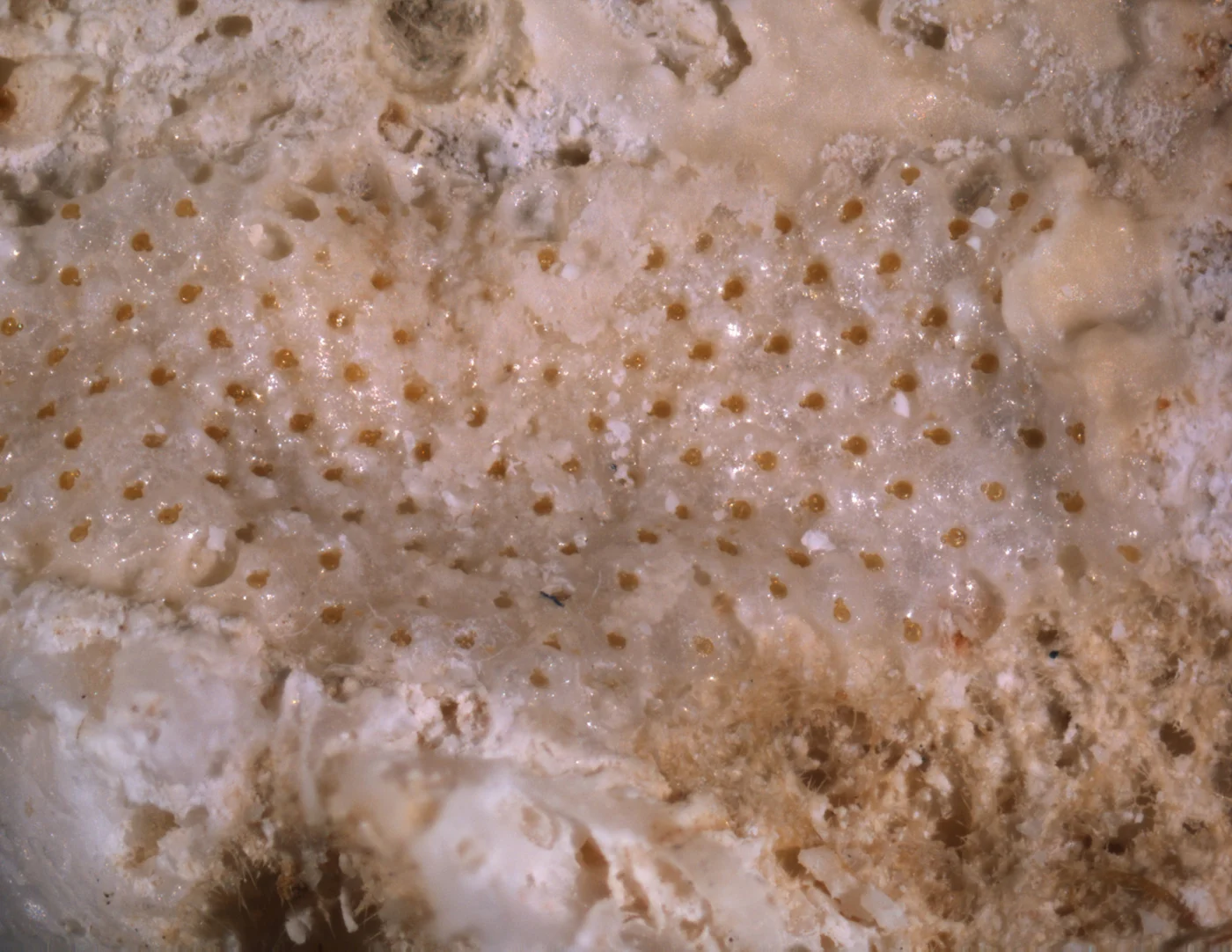Plesiocleidochasma fallax