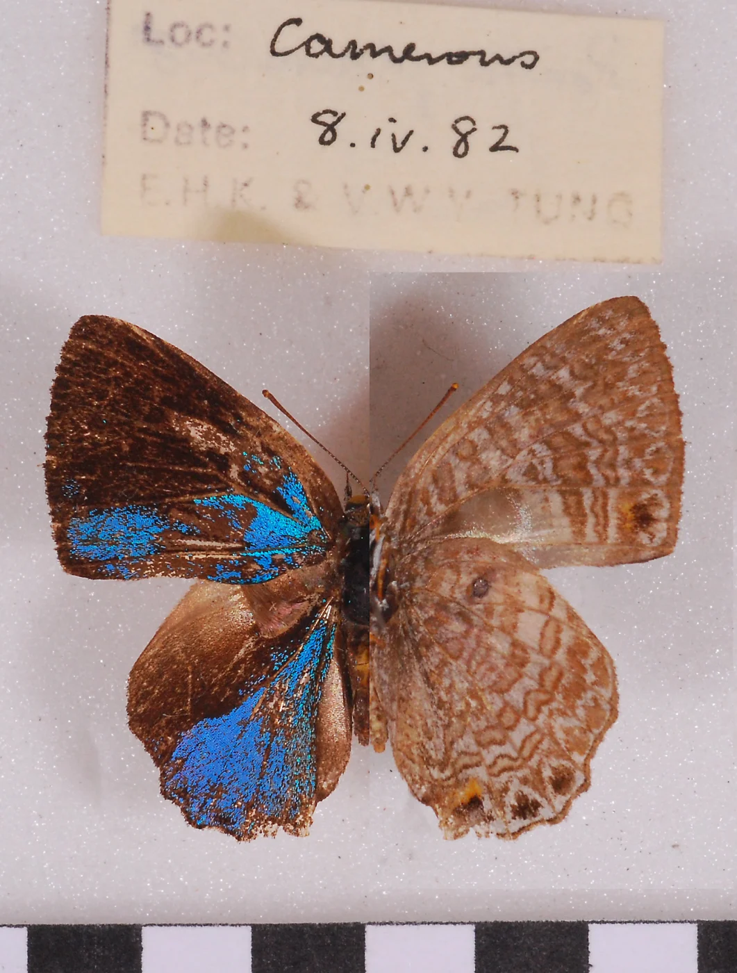 Pleurata uroglenae