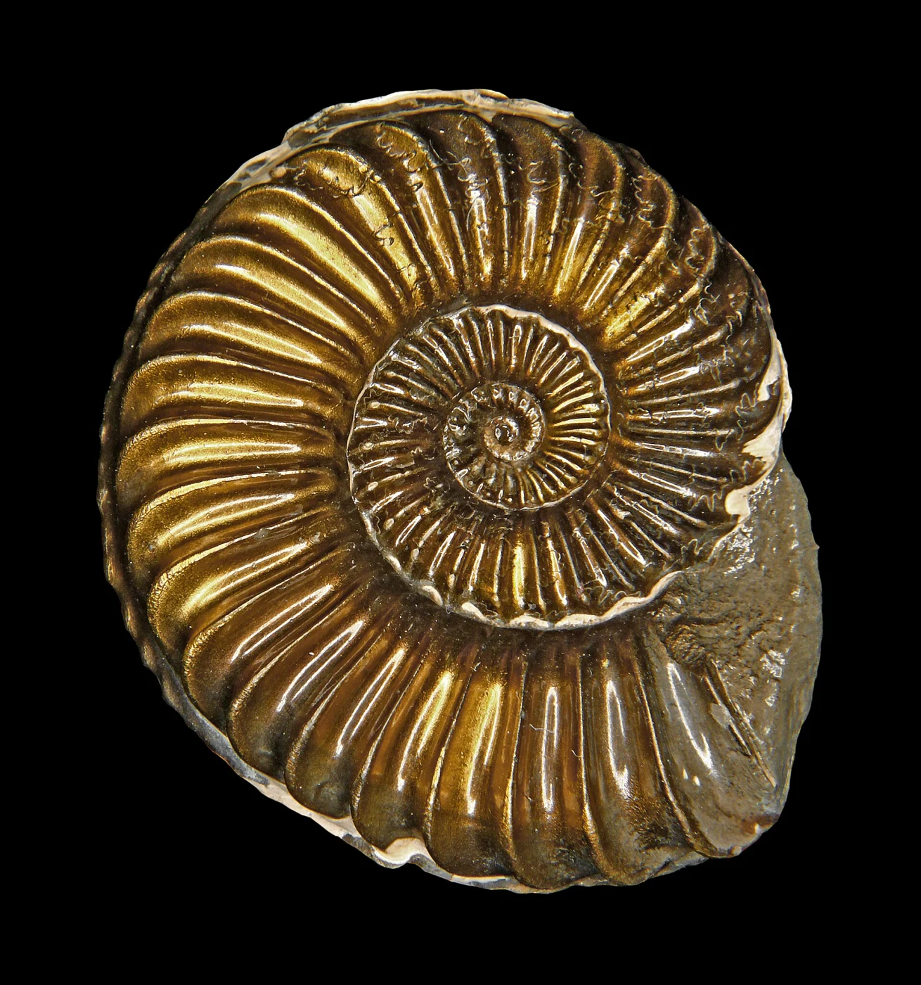 Pleuroceras solare